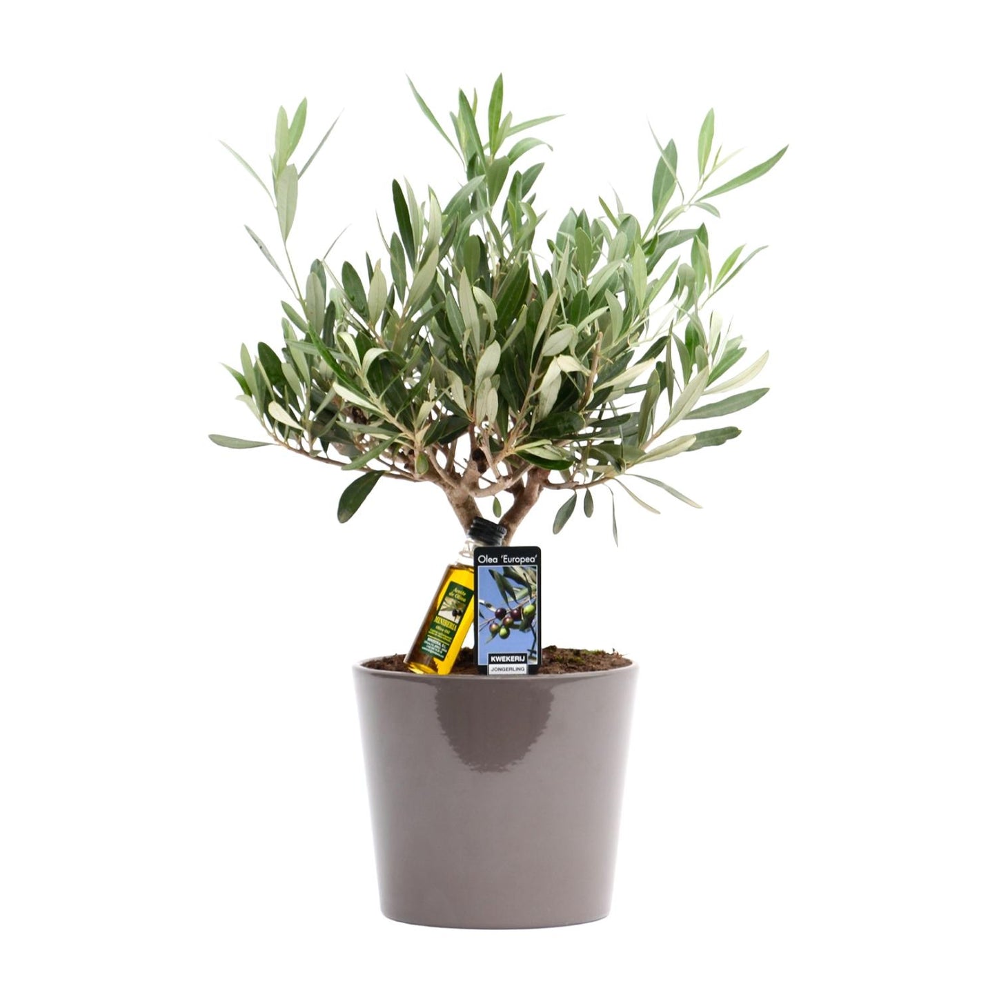 Gewöhnliche Olive Olea europaea Ø16cm, 35cm hoch