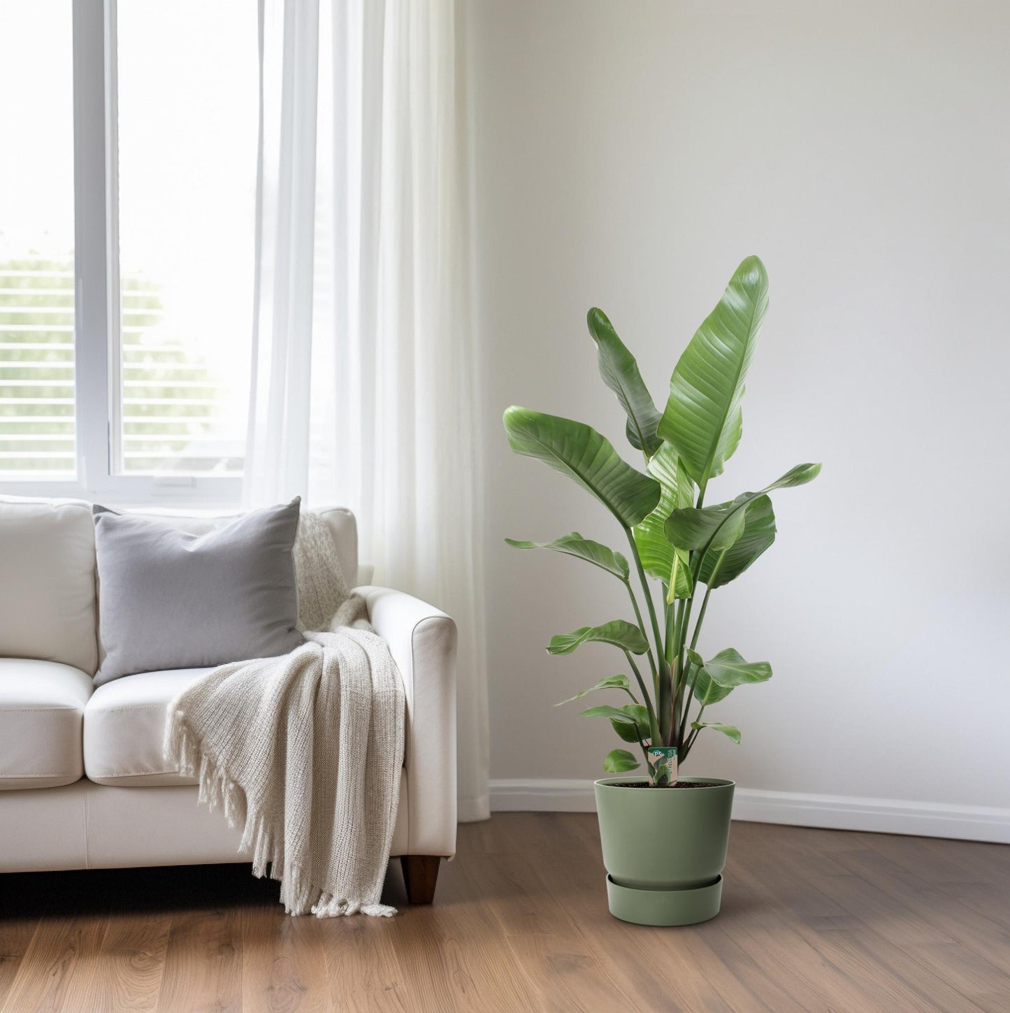 Strelitzia Nicolai – Paradiesvogelblume 21 cm Ø, 120 cm hoch