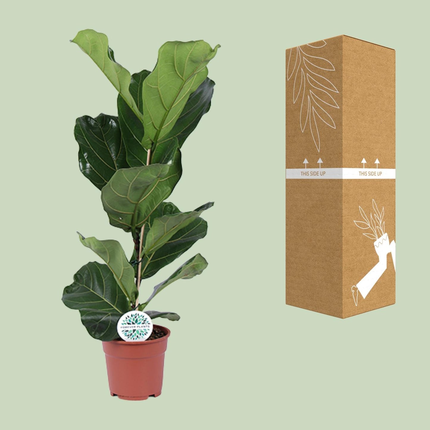 Ficus Lyrata Ø17cm – Pflegeleichte Geigenfeige für drinnen