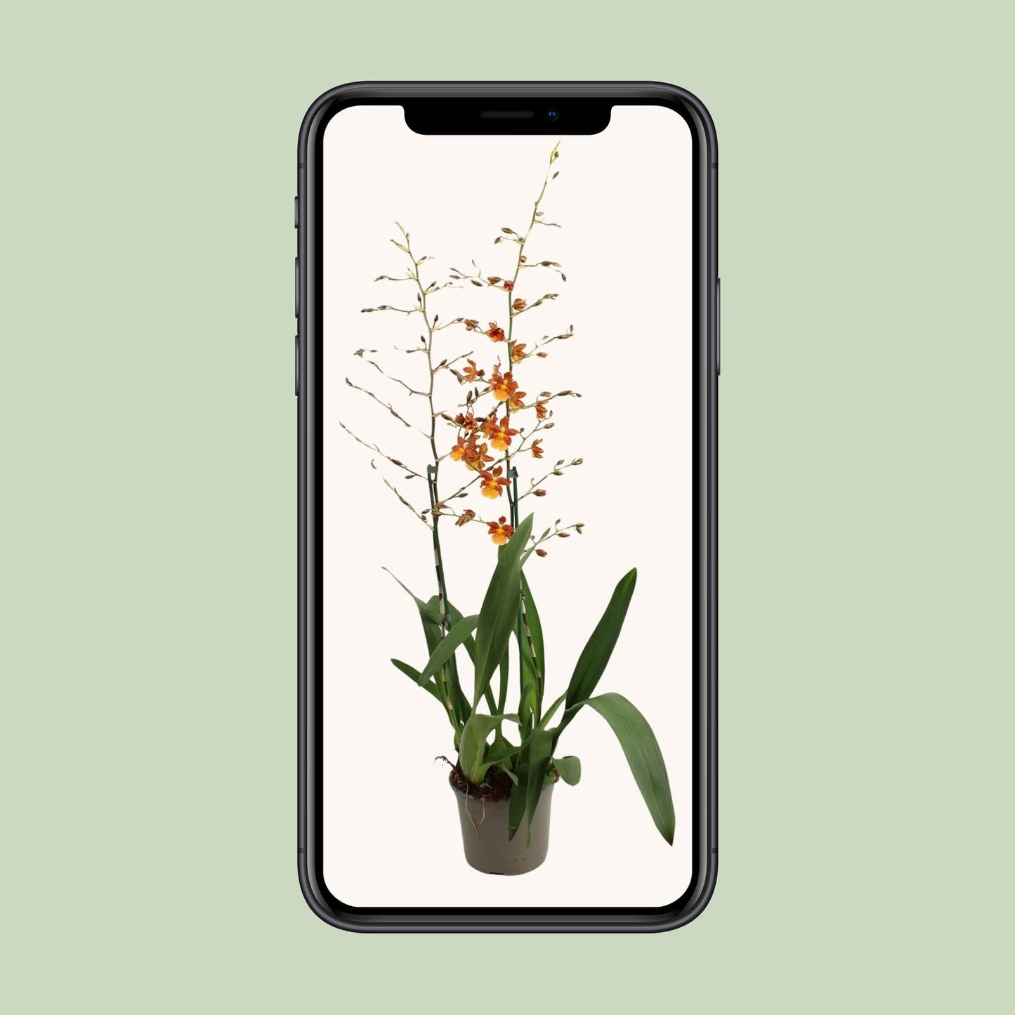 Tanzende Damen (Oncidium) – Elegante Orchidee Ø17 cm