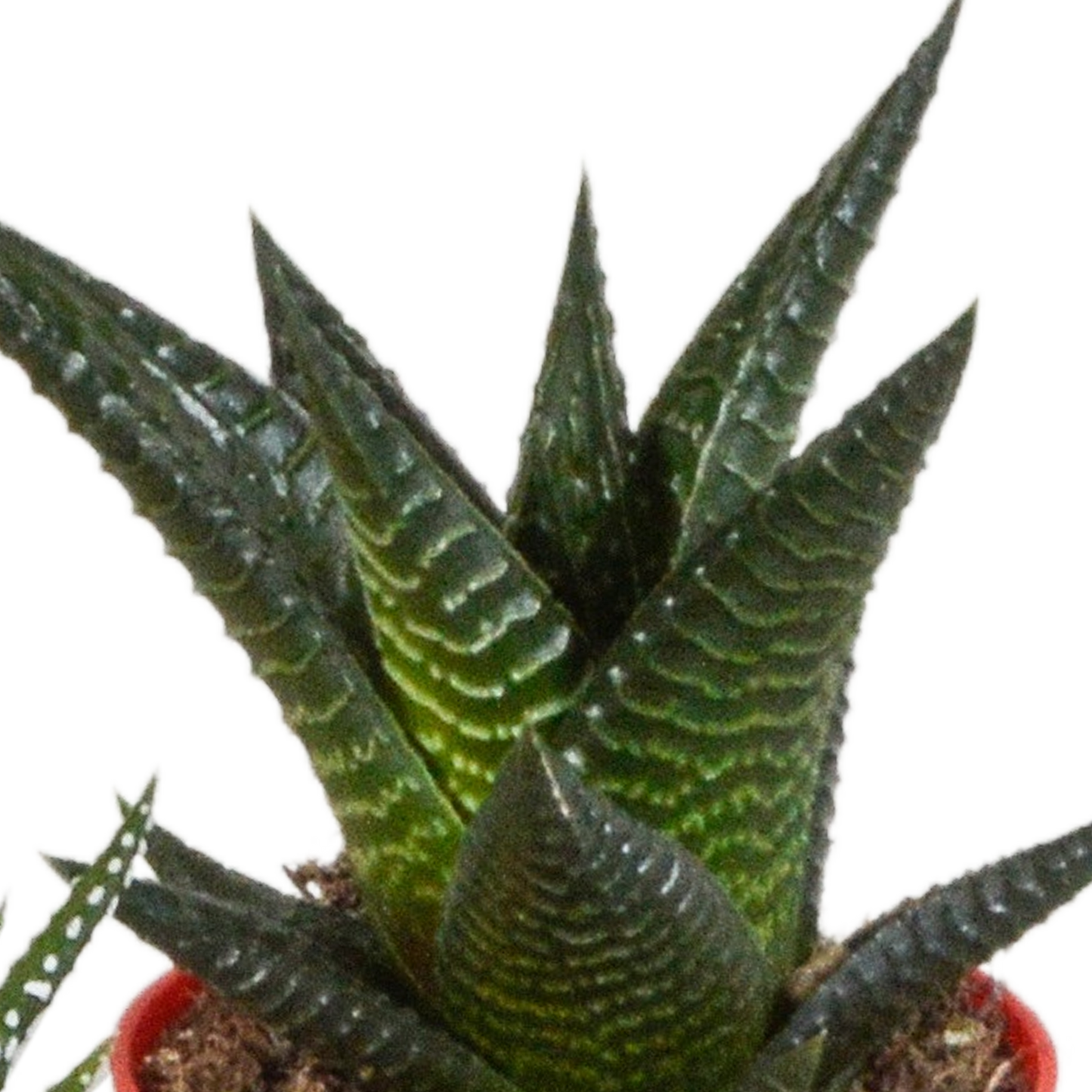 Gasteria & Haworthia Sukkulenten-Mix, 5er Set