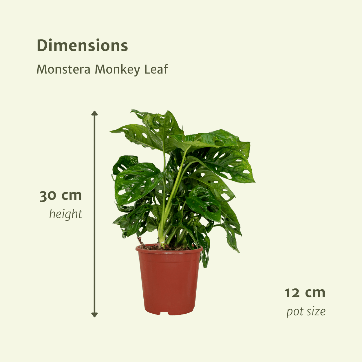 2x Monstera Monkey Leaf – Pflegeleichte Zimmerpflanze 30cm