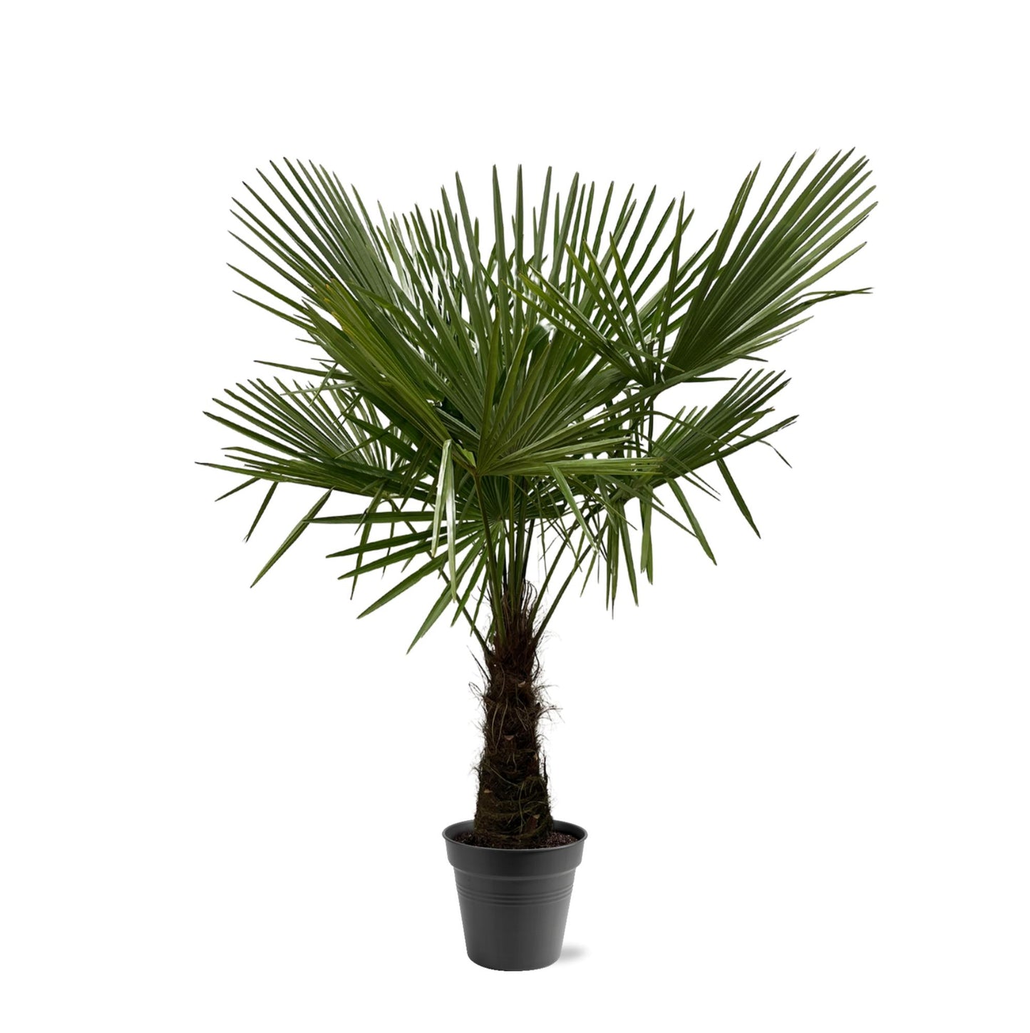 Trachycarpus Fortuneii Palme – 160-180 cm, Ø30 cm