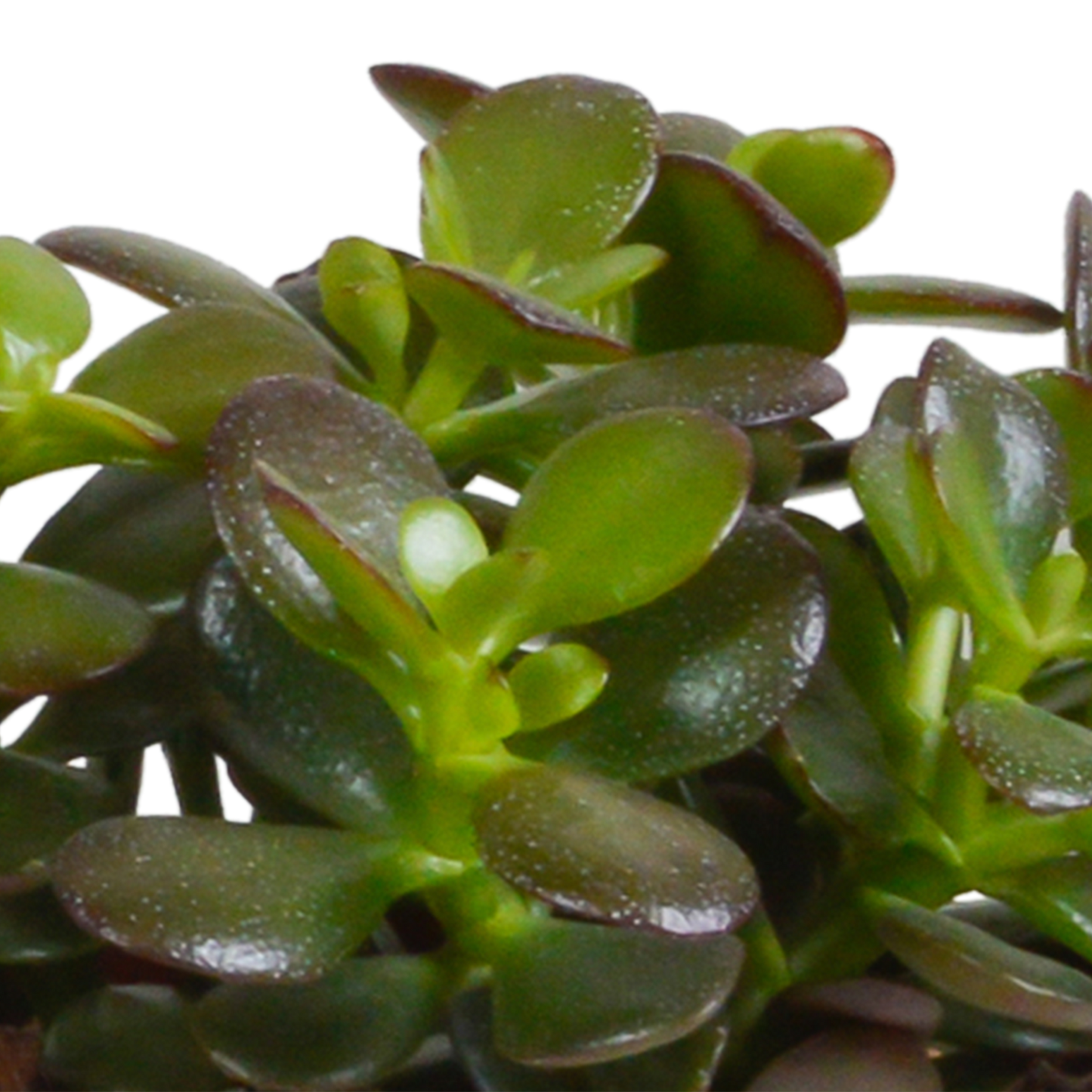 Crassula Sukkulenten 3er Set im Mexikanischen Topf 10,5 cm