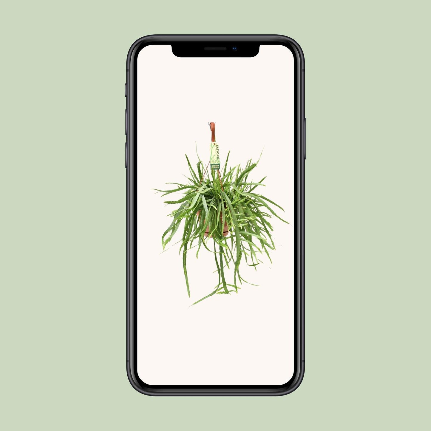 Lepismium Bolivianum – Pflegeleichter Hängekaktus Ø17 cm