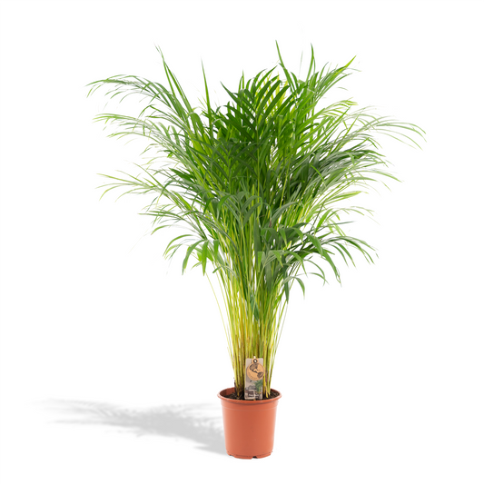 Areca-Palme Ø21cm – Luftreinigende Zimmerpflanze bis 110cm