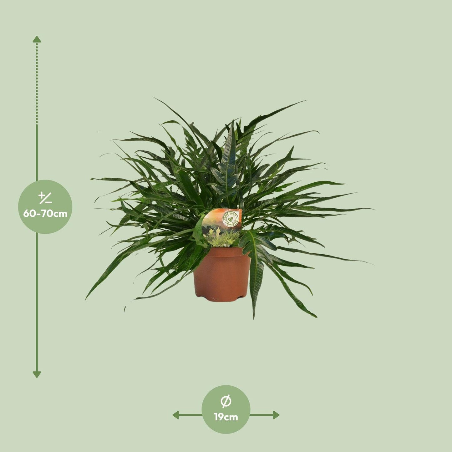 Aglaomorpha Coronans Jim – Eleganter Santa Rosa Farn Ø19cm