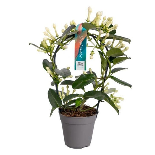 Stephanotis – Duftende, pflegeleichte Zimmerpflanze