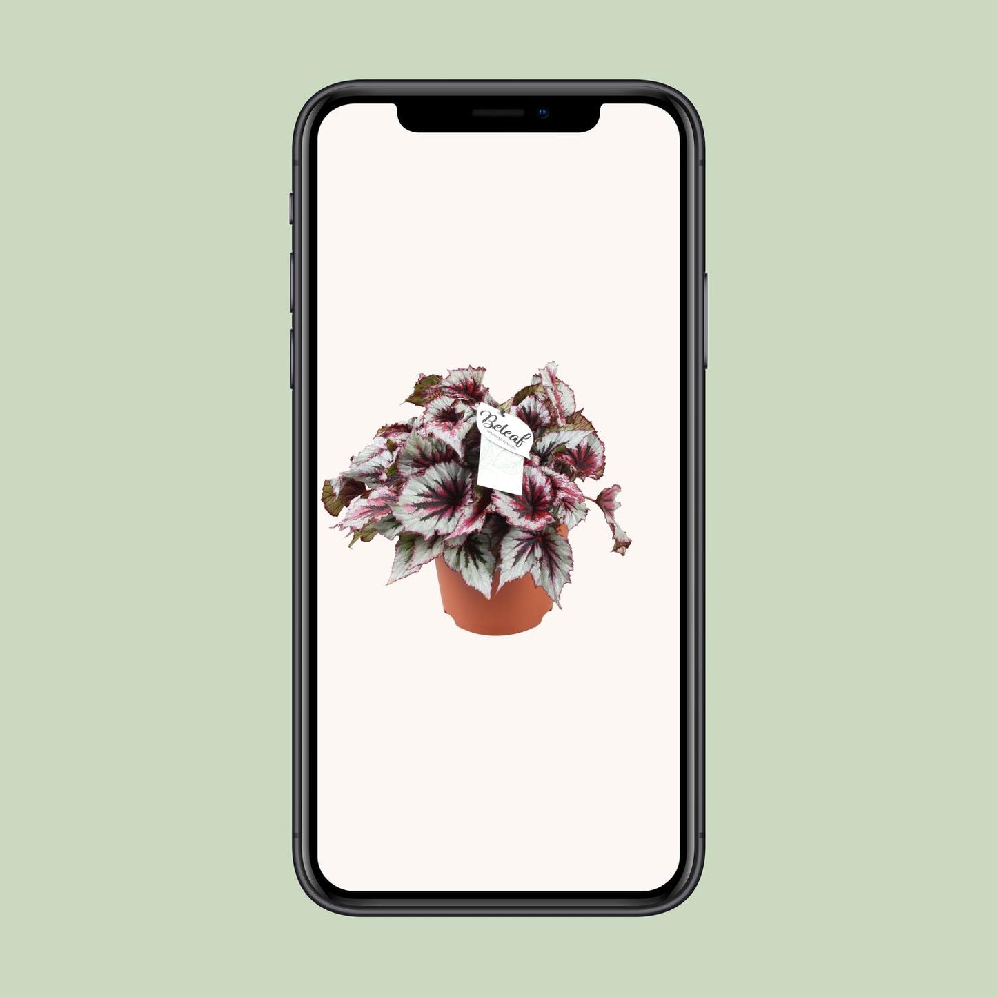 Begonia Beleaf Evening Glow – Bunte Zimmerpflanze Ø17cm