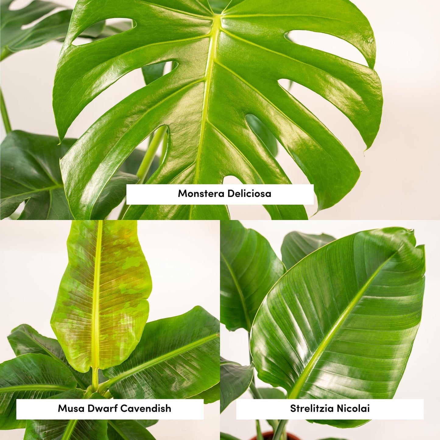 Zimmerpflanzen-Set: Monstera, Alocasia & Strelitzia im Korb