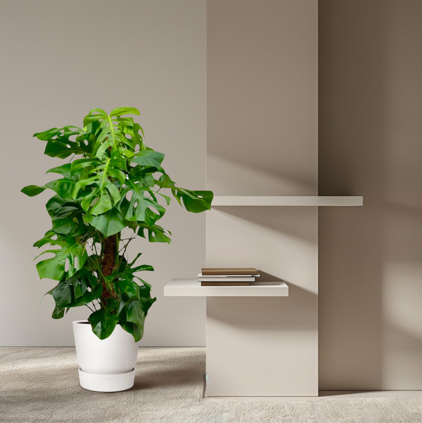 Monstera Deliciosa XXL – Tropische Zimmerpflanze 150 cm