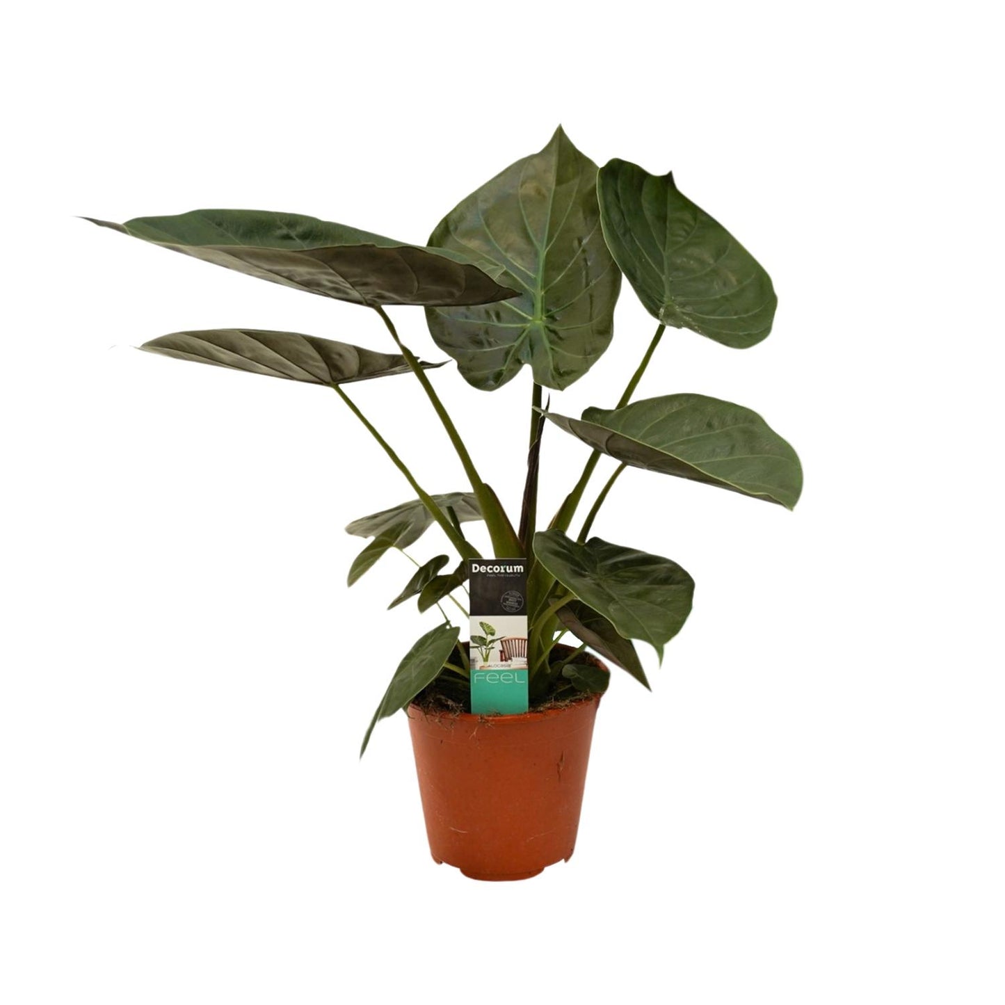 Alocasia Wentii – Exotische Zimmerpflanze Ø19cm, 75cm hoch