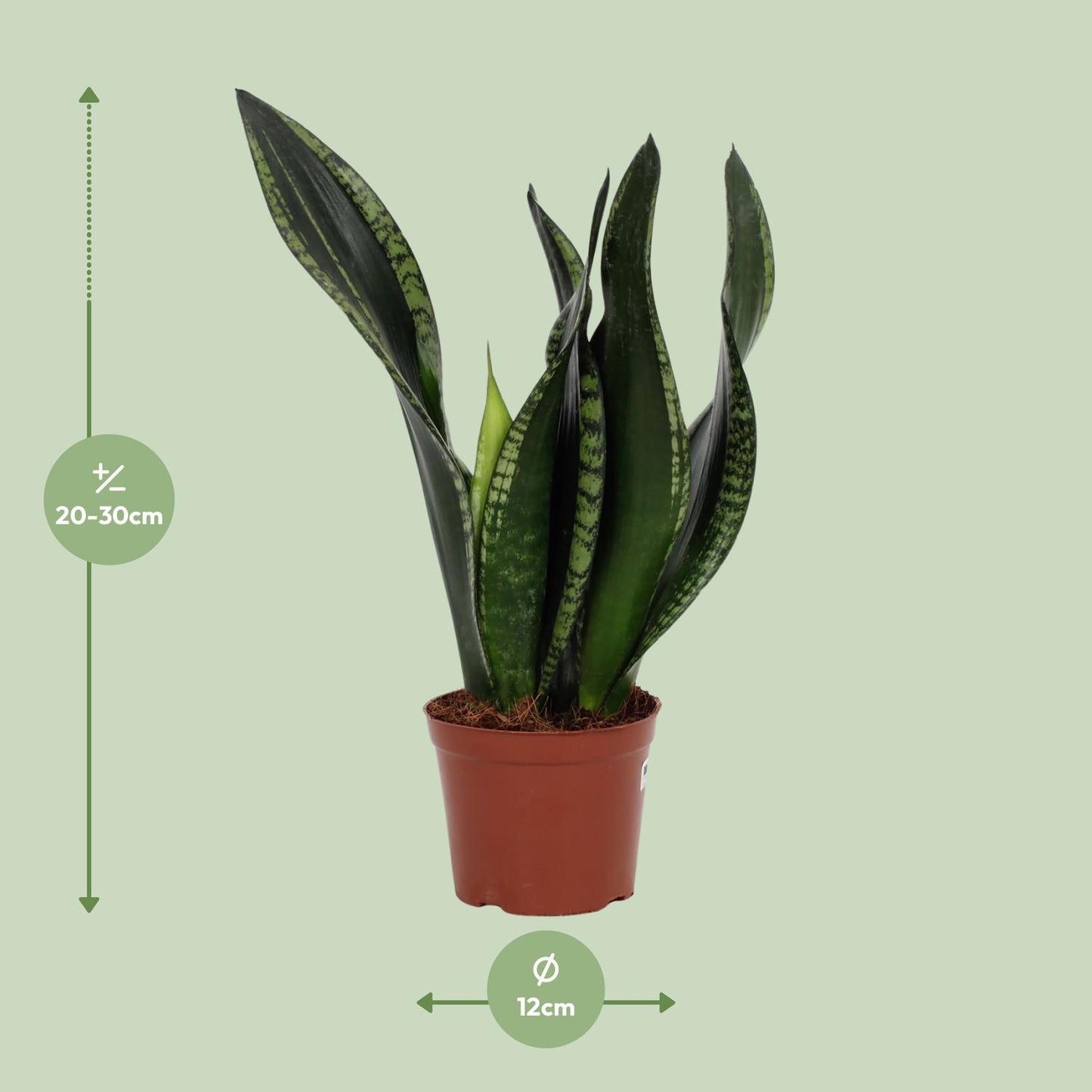 Sansevieria Whitney – Pflegeleichte Schwiegermutterzunge 12 cm