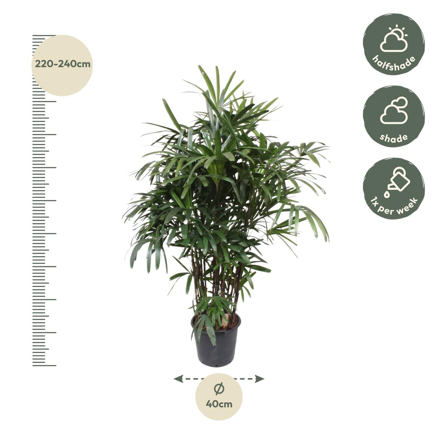 Rhapis Excelsa Damenpalme – 190 cm, ø40 cm