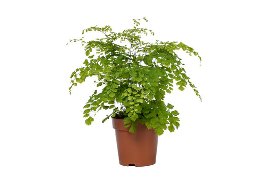 Adiantum Fragrans – Duftendes Frauenhaarfarn Ø12cm