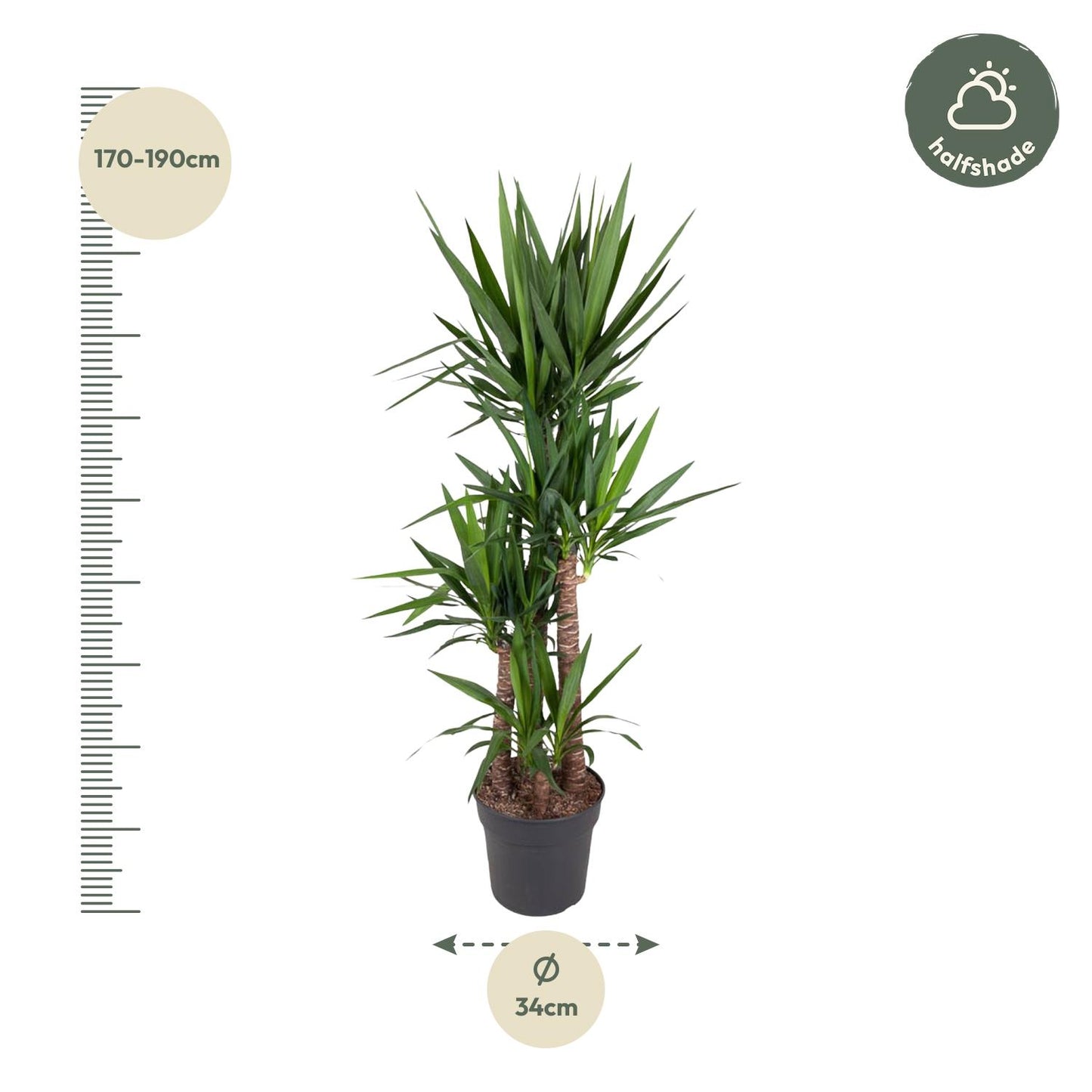Yucca Elephantipe – Robuste Elefantenpalme 180 cm