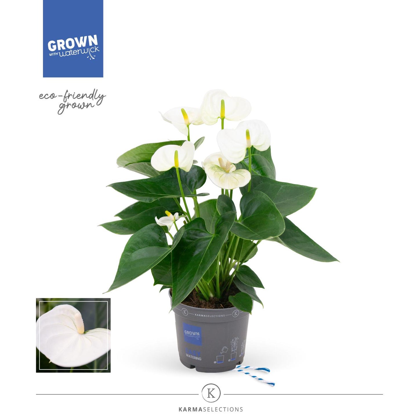 Anthurie KARMA White – pflegeleichte Zimmerpflanze Ø12cm