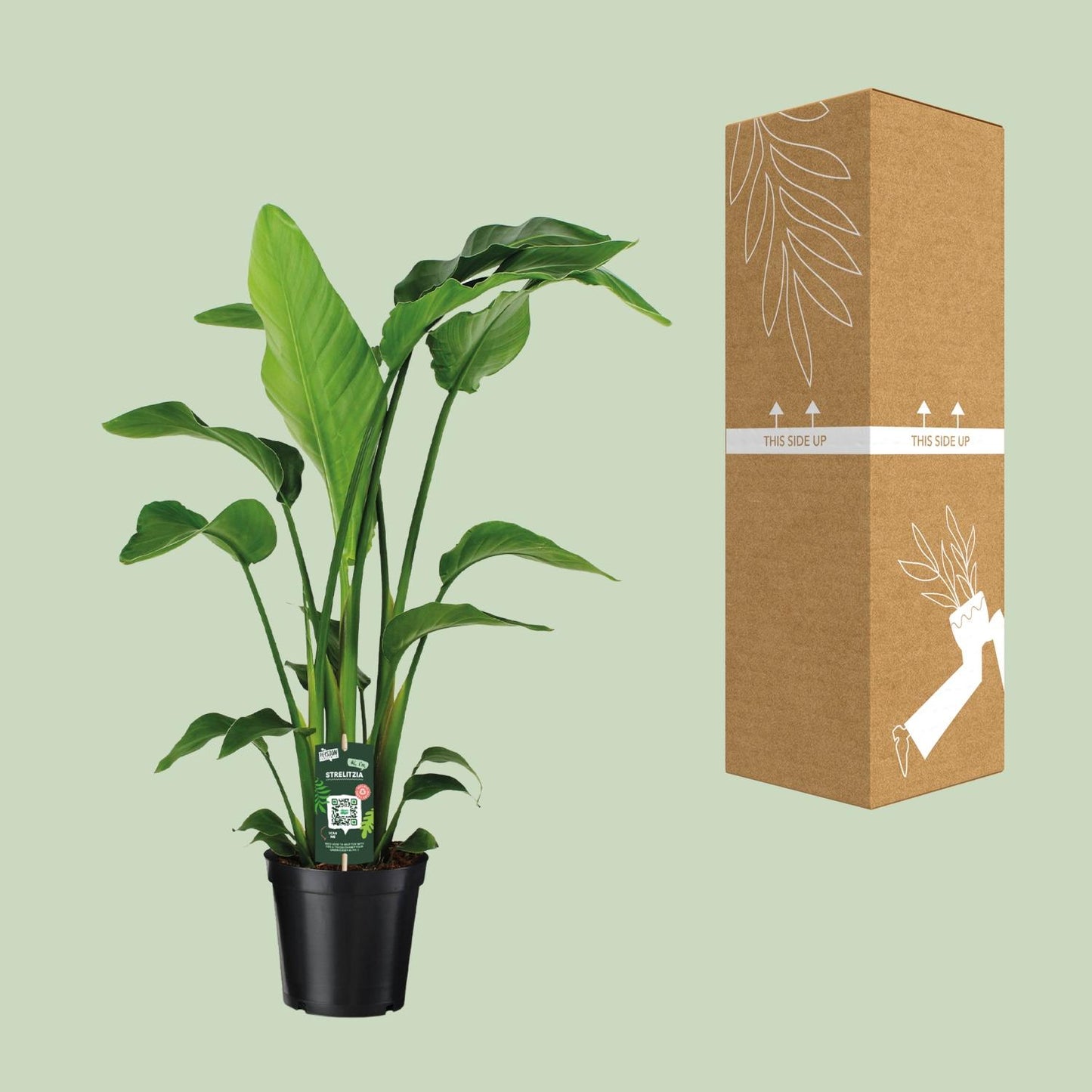 Strelitzia Nicolai – Exotische Paradiesvogelblume Ø19cm