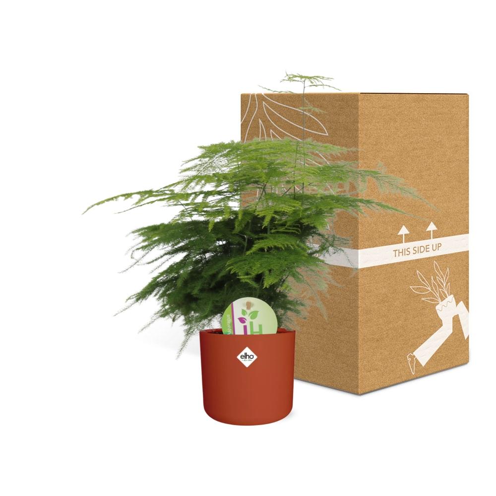 Asparagus ‘Plumosus’ – pflegeleichter Spargelfarn in ELHO Topf 14cm