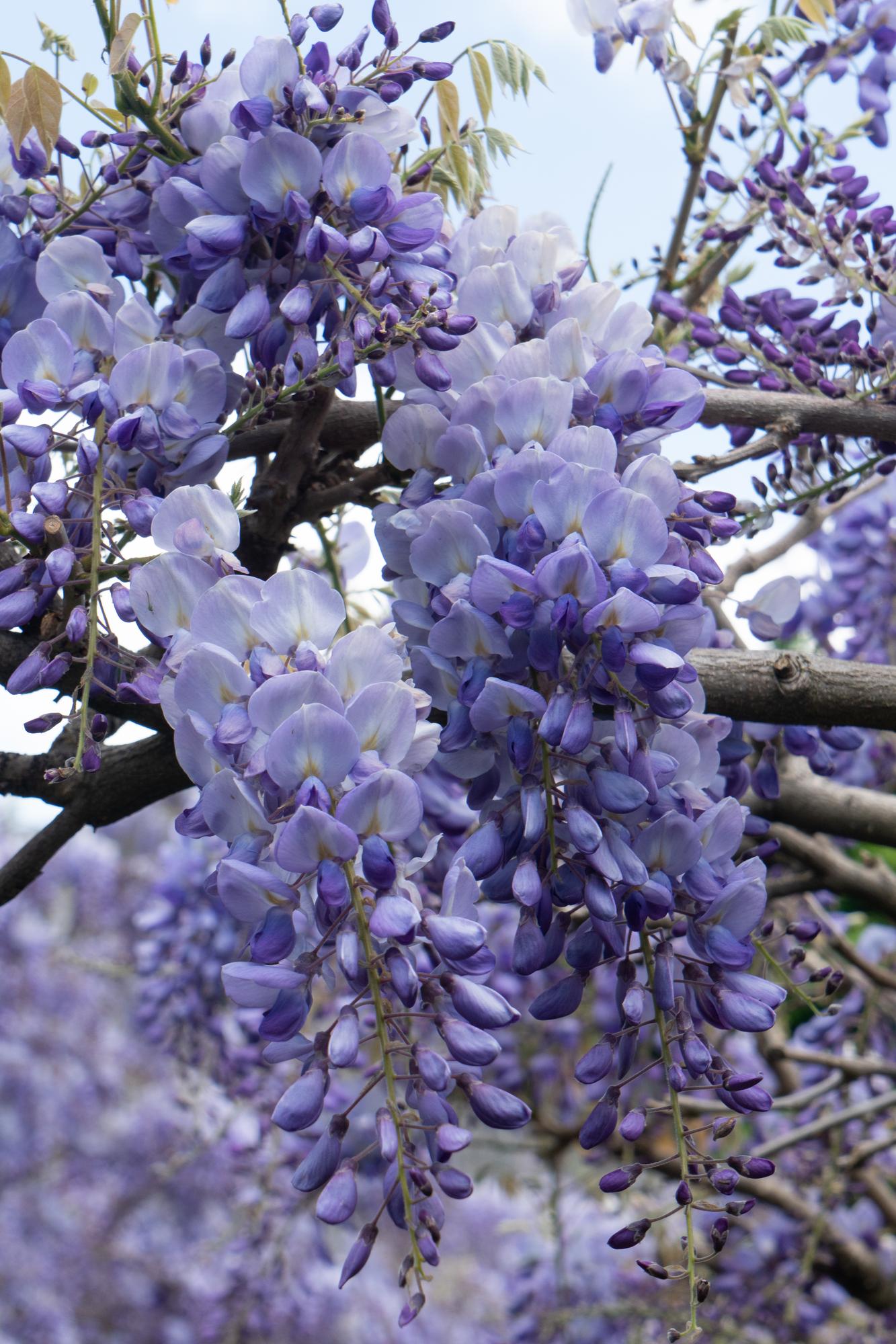 2x Wisteria sinensis 'Prolific' – Blauer Regen Kletterpflanze Ø15cm