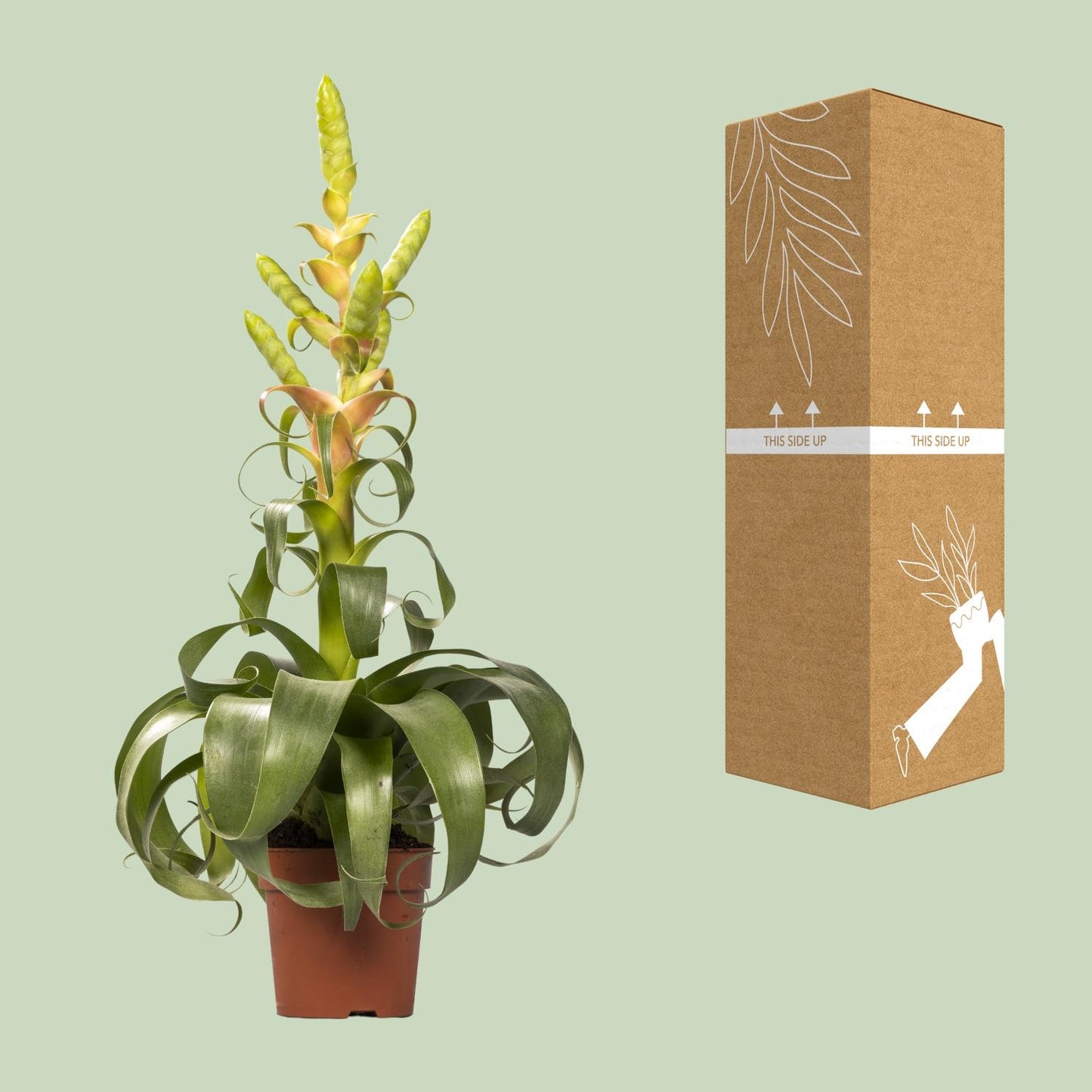 Tillandsia Samantha – Pflegeleichte Luftpflanze Ø12cm, 55cm hoch