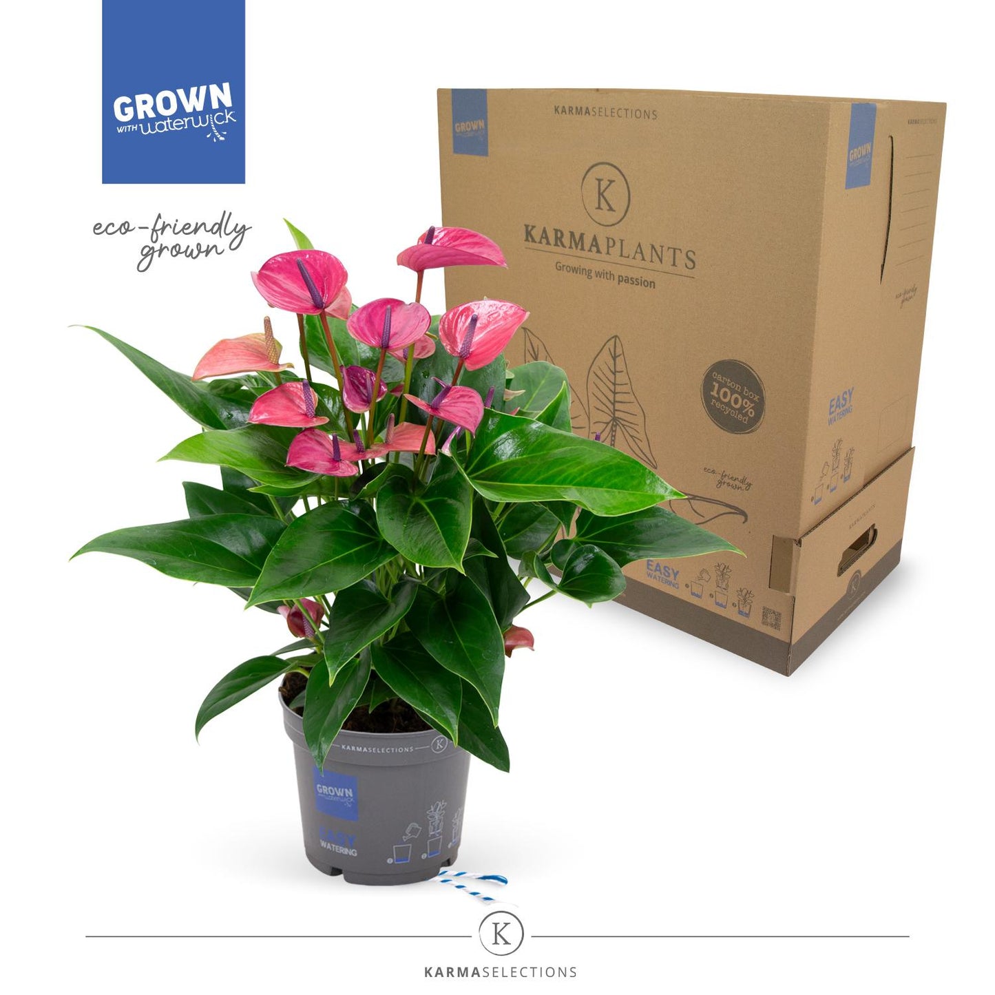 Anthurium Purple – Pflegeleichte Flamingoblume Ø17cm, ca. 50cm