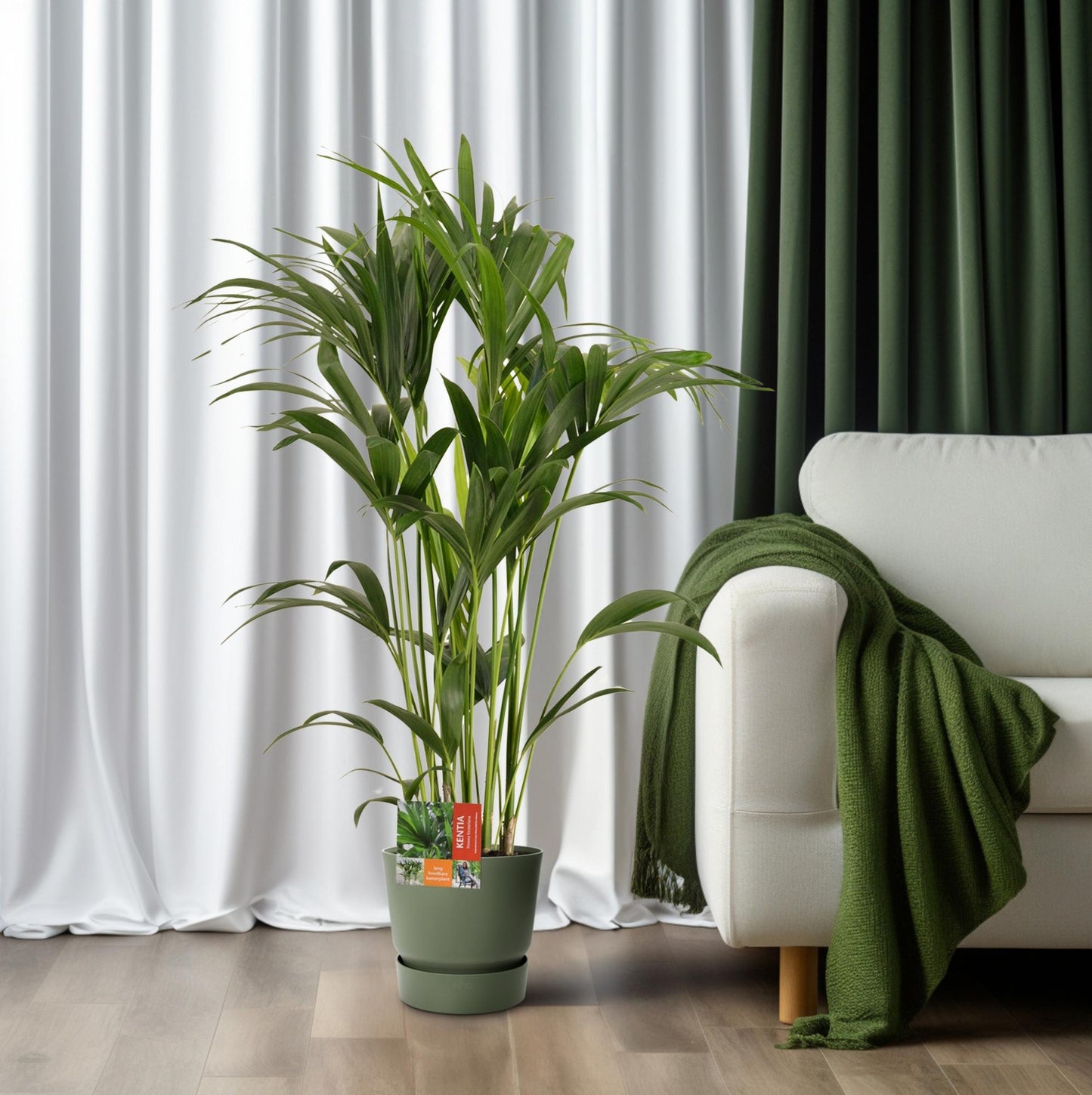 Kentia Palme – Ø24cm, 120cm – Pflegeleichte Zimmerpflanze