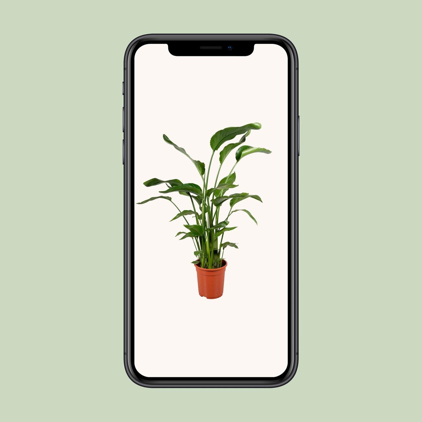 Strelitzia Nicolai – Tropische Paradiesvogelblume 100-120 cm