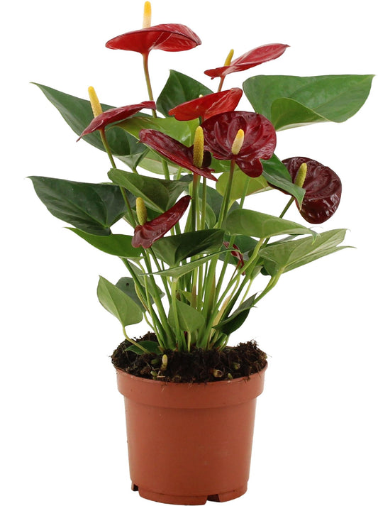 Anthurium Calon – Pflegeleichte Zimmerpflanze Ø12cm, 36cm hoch