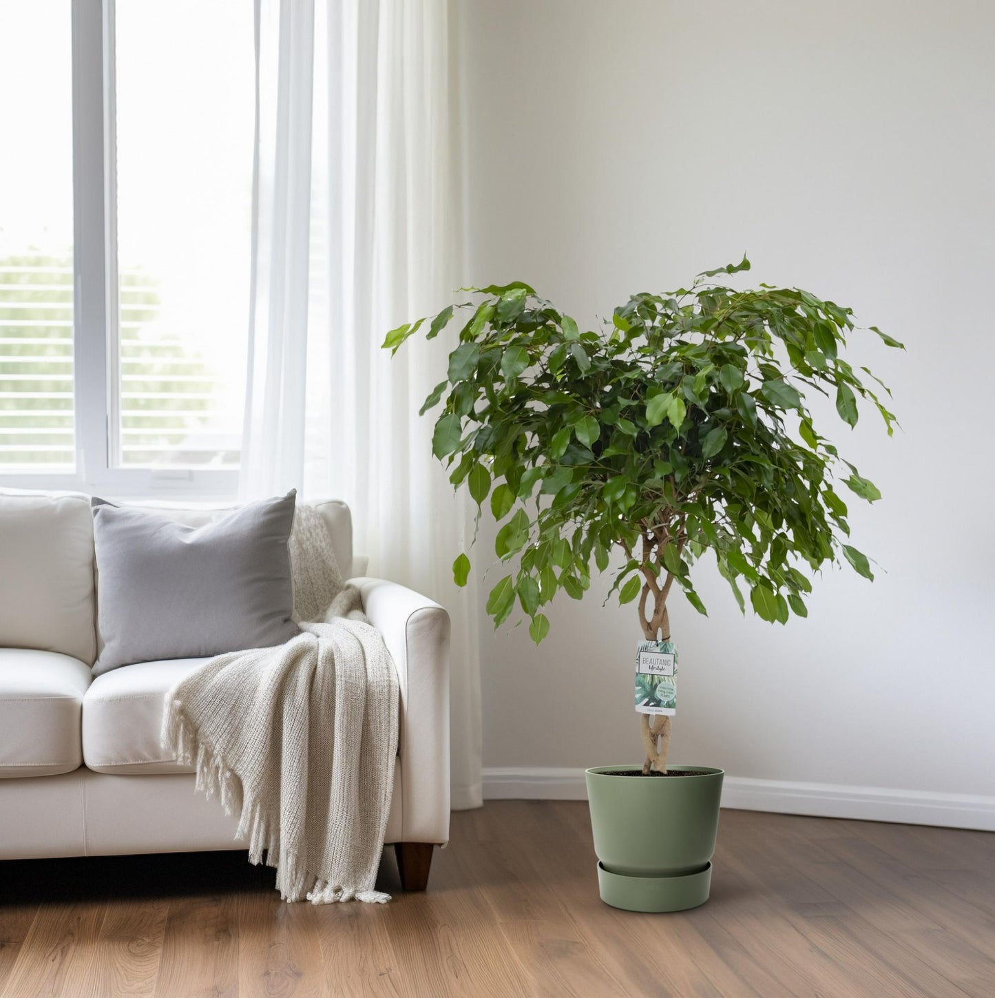 Ficus Adora – Pflegeleichte luftreinigende Zimmerpflanze Ø27cm