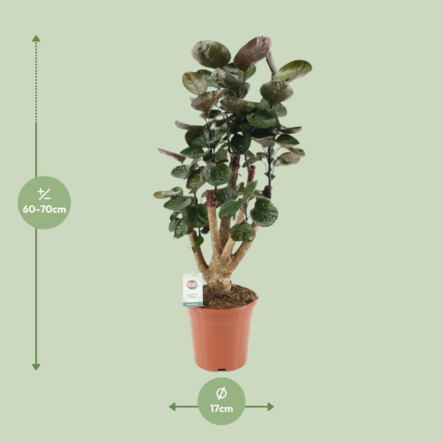 Polyscias Fabian – Pflegeleichte Zimmerpflanze Ø17cm