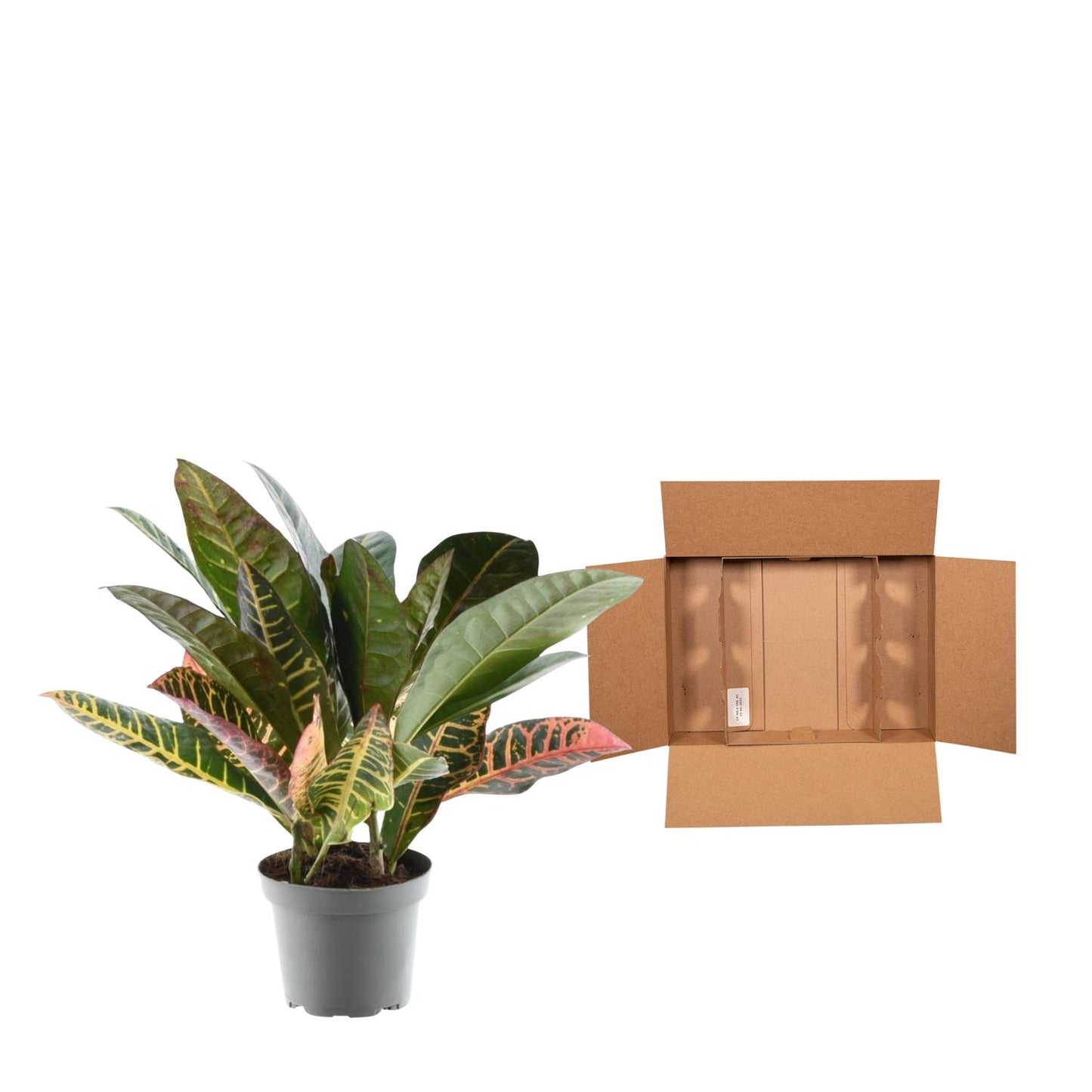 Codiaeum variegatum 'Petra' – farbenfrohe Zimmerpflanze 30 cm