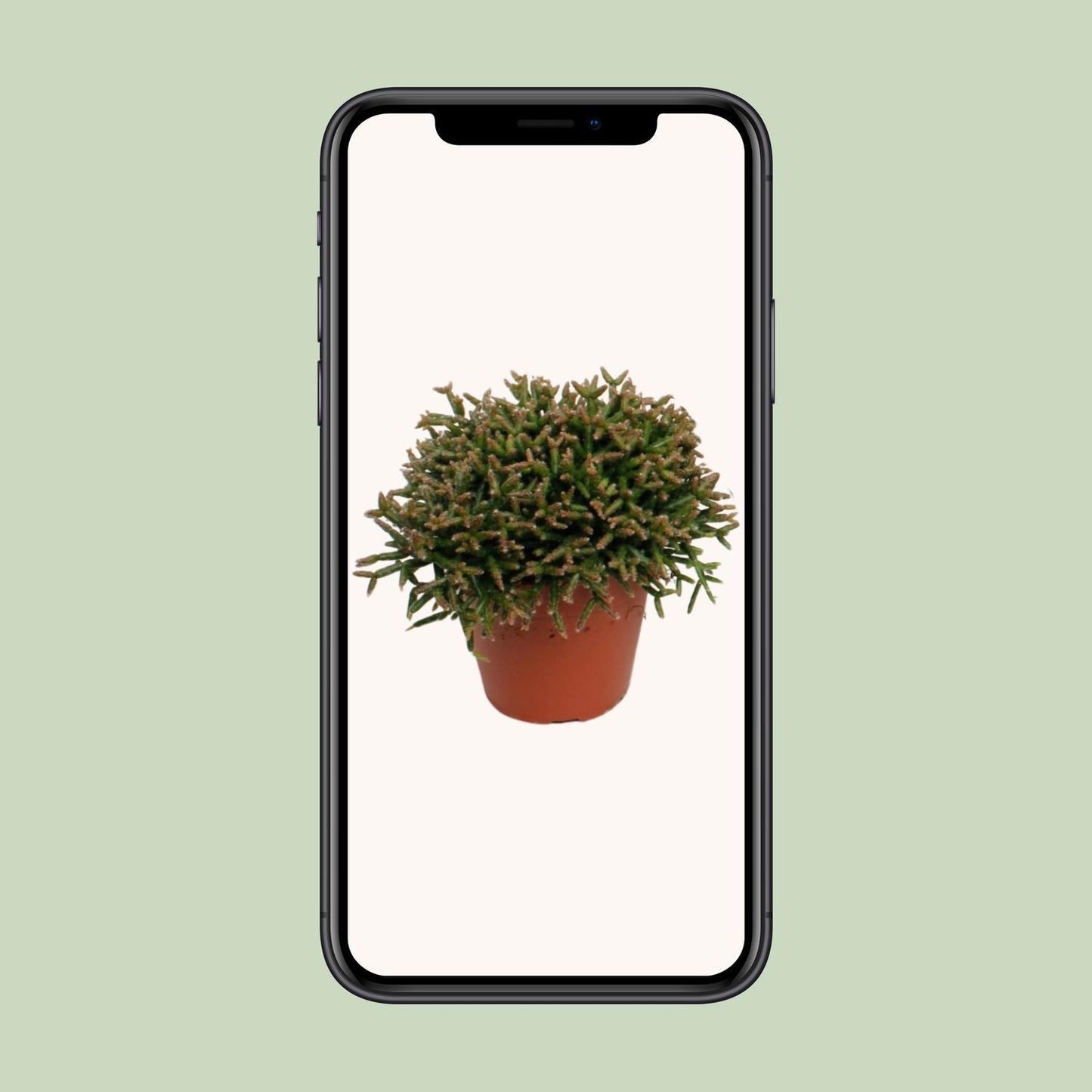 Rhipsalis Burchellii – pflegeleichte Sukkulente Ø12cm