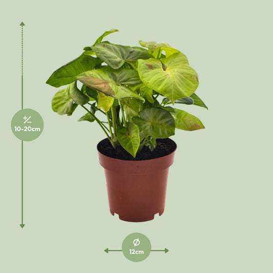 Syngonium Milk Confetti – Pfeilspitzenpflanze Ø12cm, 20cm hoch