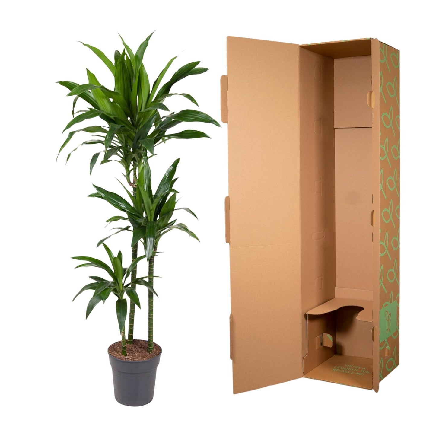 Dracaena Janet Craig – 150 cm – pflegeleichte Zimmerpflanze