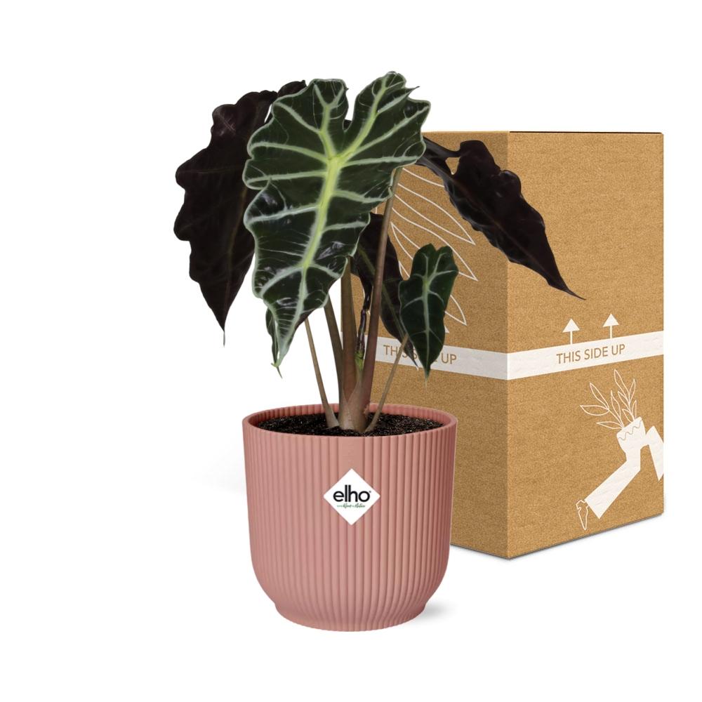 Alocasia ‘Polly’ in ELHO Vibes Fold 14cm rosa – Tropische Zimmerpflanze
