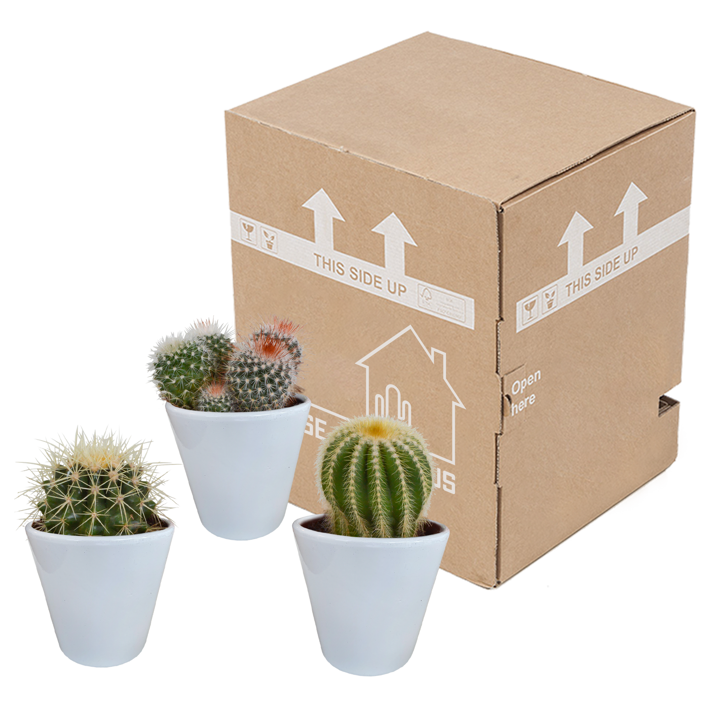 Bolcactus Kakteen-Mischung im weißen Topf 8,5 cm