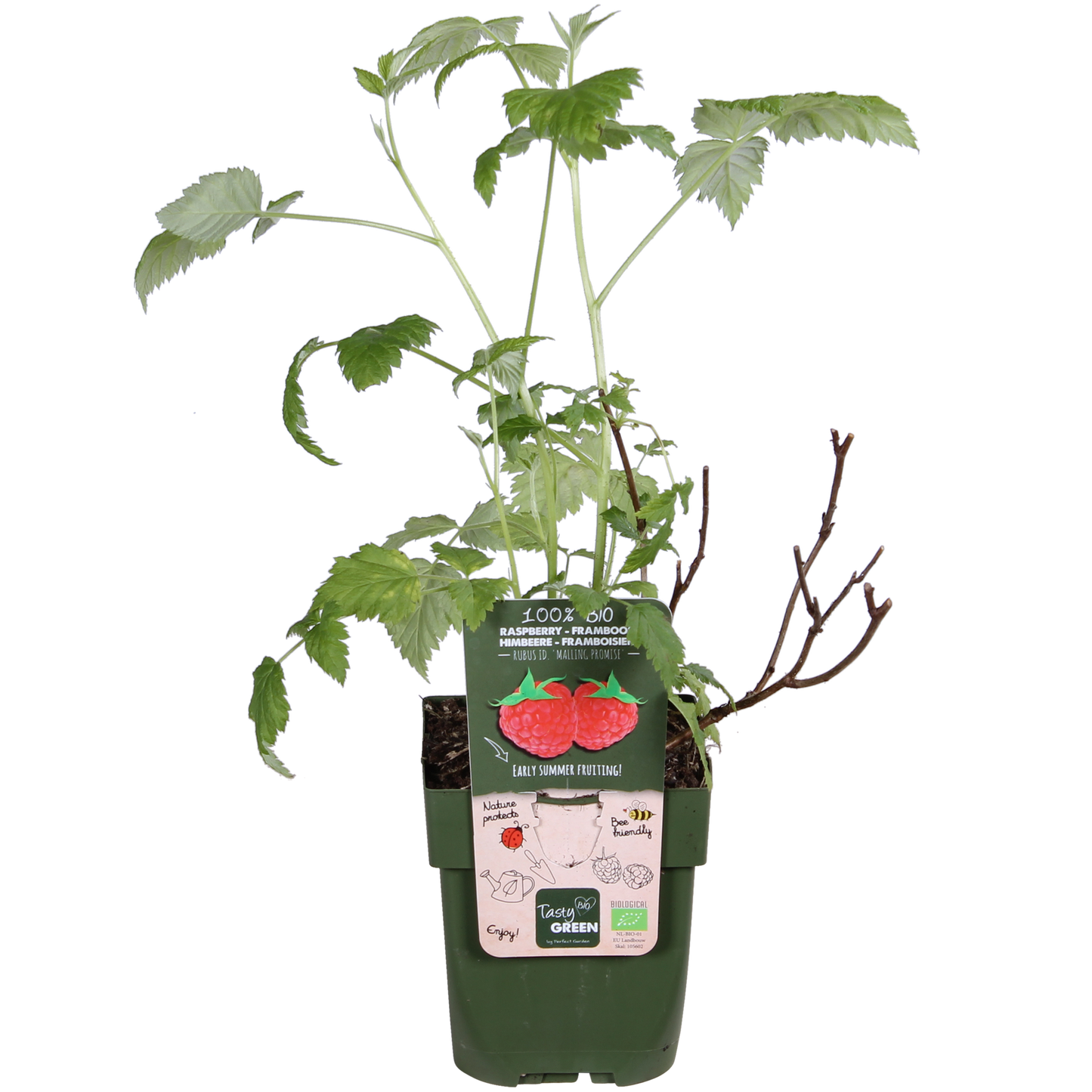 Rubus idaeus 'Malling Promise' – Bio-Himbeere Ø13cm