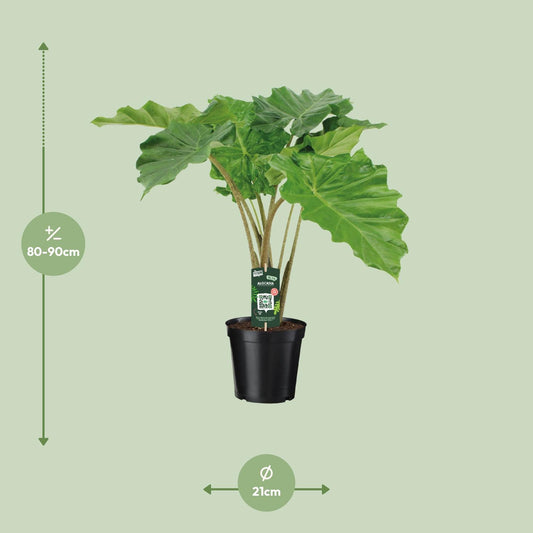 Alocasia Portodora Ø21cm, ca. 90cm hoch – Pflegeleicht & Designstark