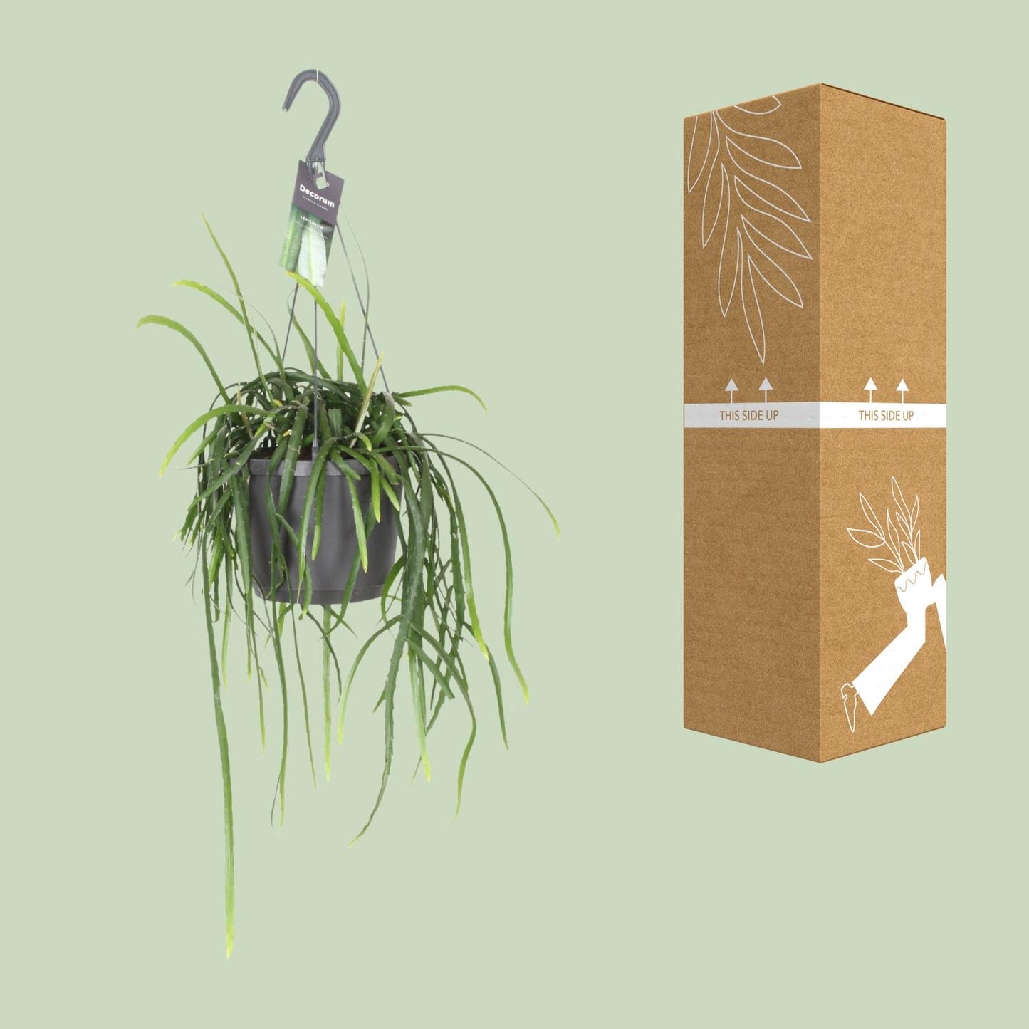 Lepisium Bolivianum Kaktus Ø17cm, Höhe 40cm – Pflegeleicht & Robust