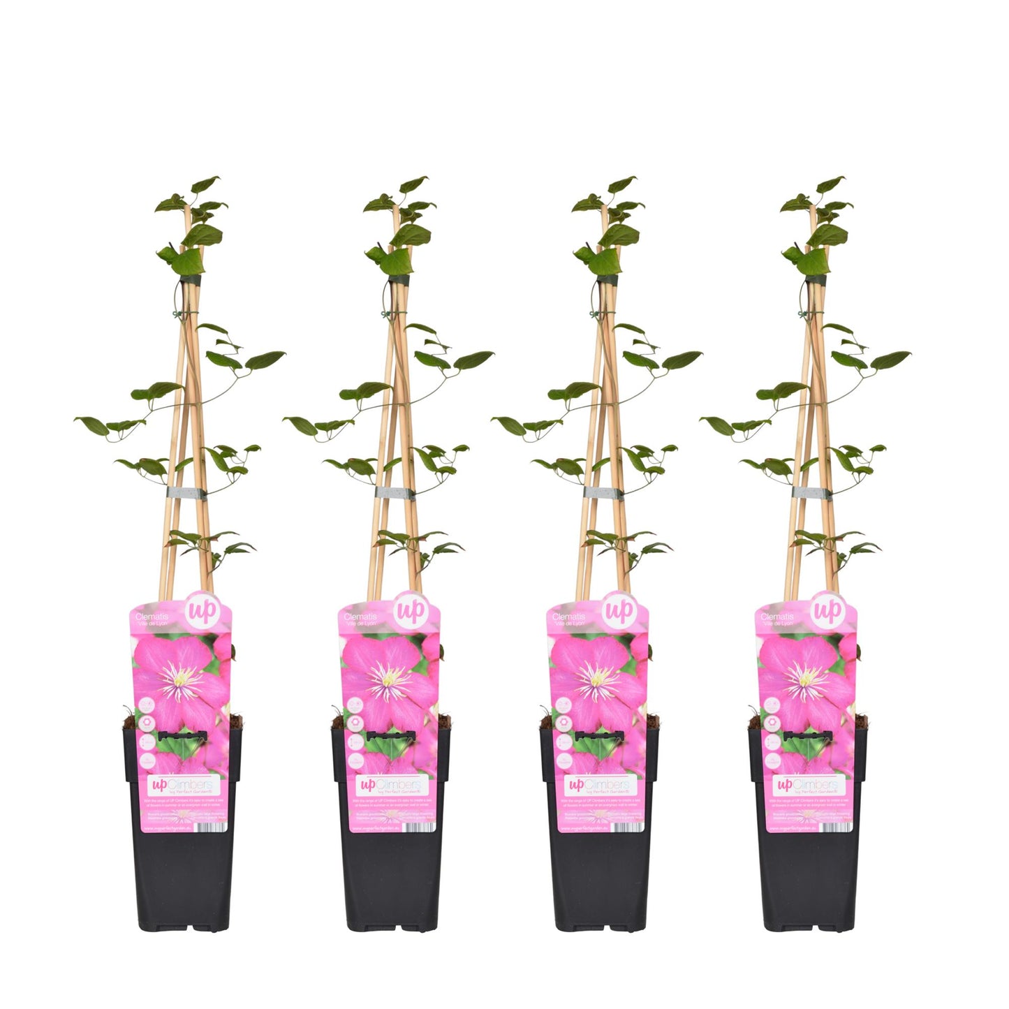4x Clematis Ville de Lyon – Blühende Kletterpflanze Ø15cm