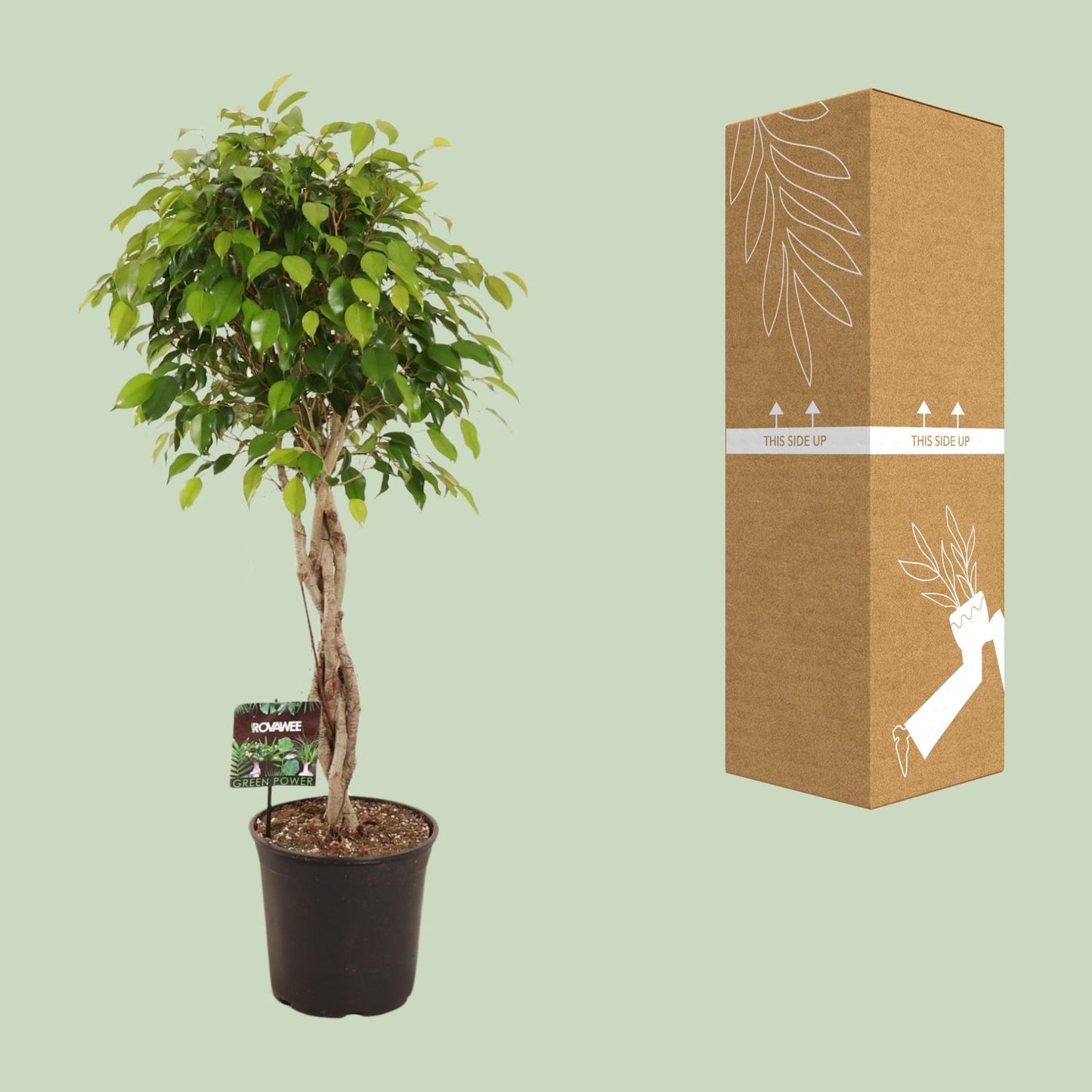 Ficus Benjamina Exotica – Pflegeleichte Zimmerpflanze Ø27cm