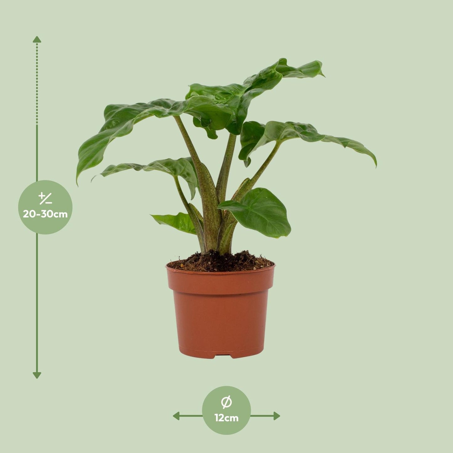Alocasia Low Rider – Majestätische Elefantenohren Pflanze Ø12cm