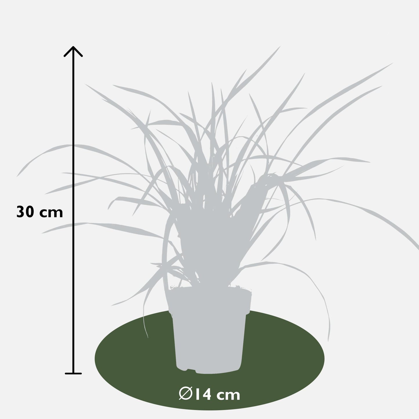 3x Carex morrowii 'Irish Green' – Pflegeleichtes, robustes Ziergras Ø14cm