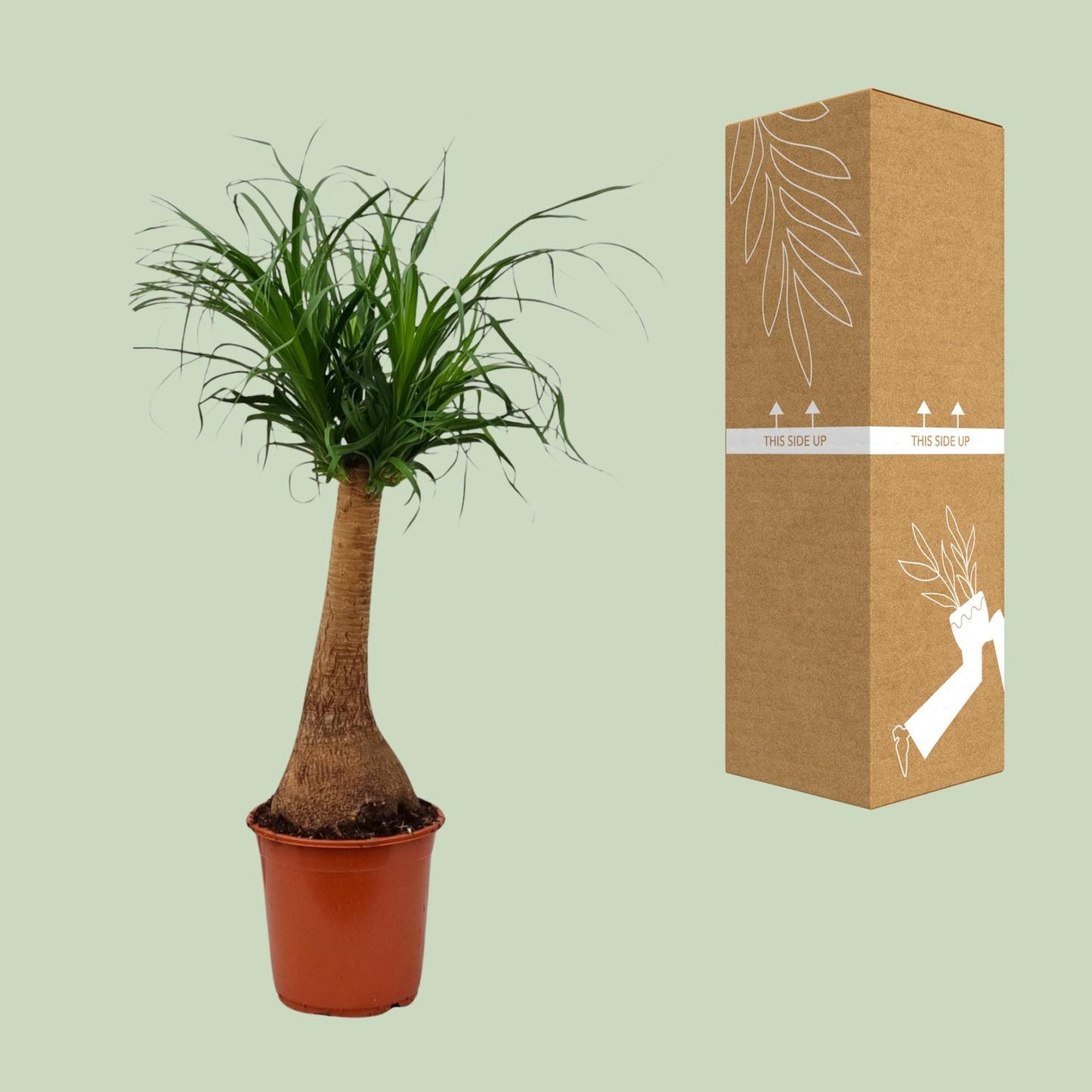 Beaucarnea recurvata – Elefantenfuß-Pflanze Ø21cm, 65cm hoch