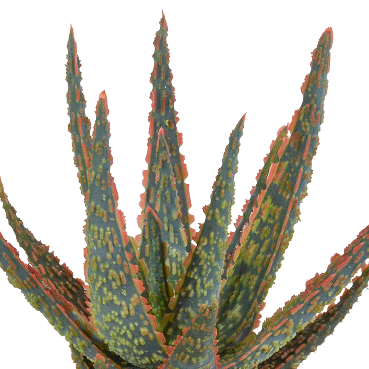 Aloe Zebrina Dannyz 10,5cm im Terrakotta-Topf