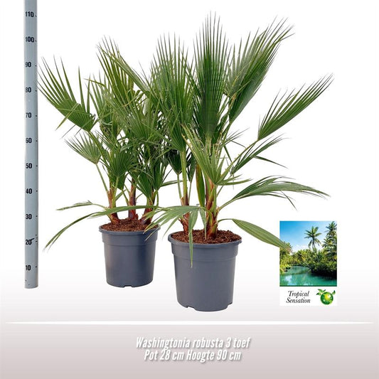 Washingtonia Robusta - Große Palme Ø28 cm, 90 cm Höhe