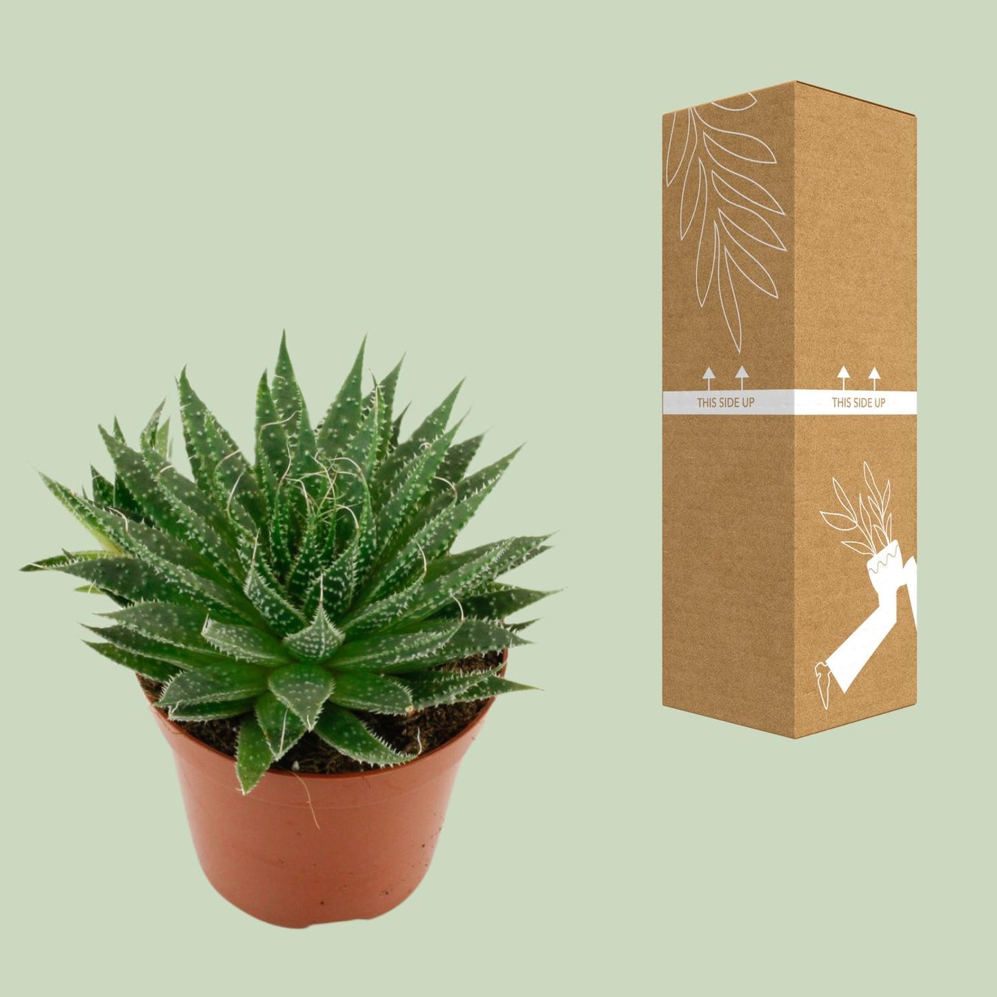 Aloë Aristata – Pflegeleichte Sukkulente Ø12cm
