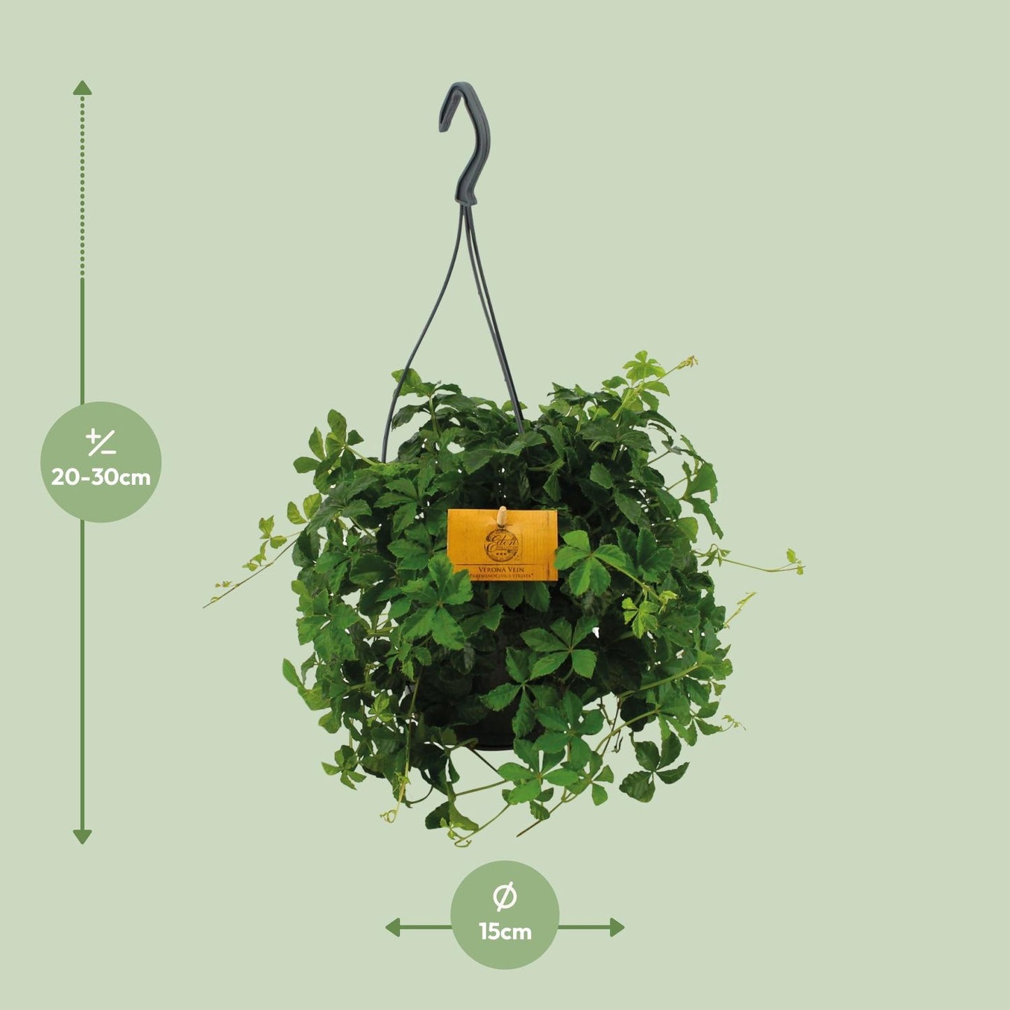 Parthenocissus Striata Ø15cm – Pflegeleichte Hängepflanze