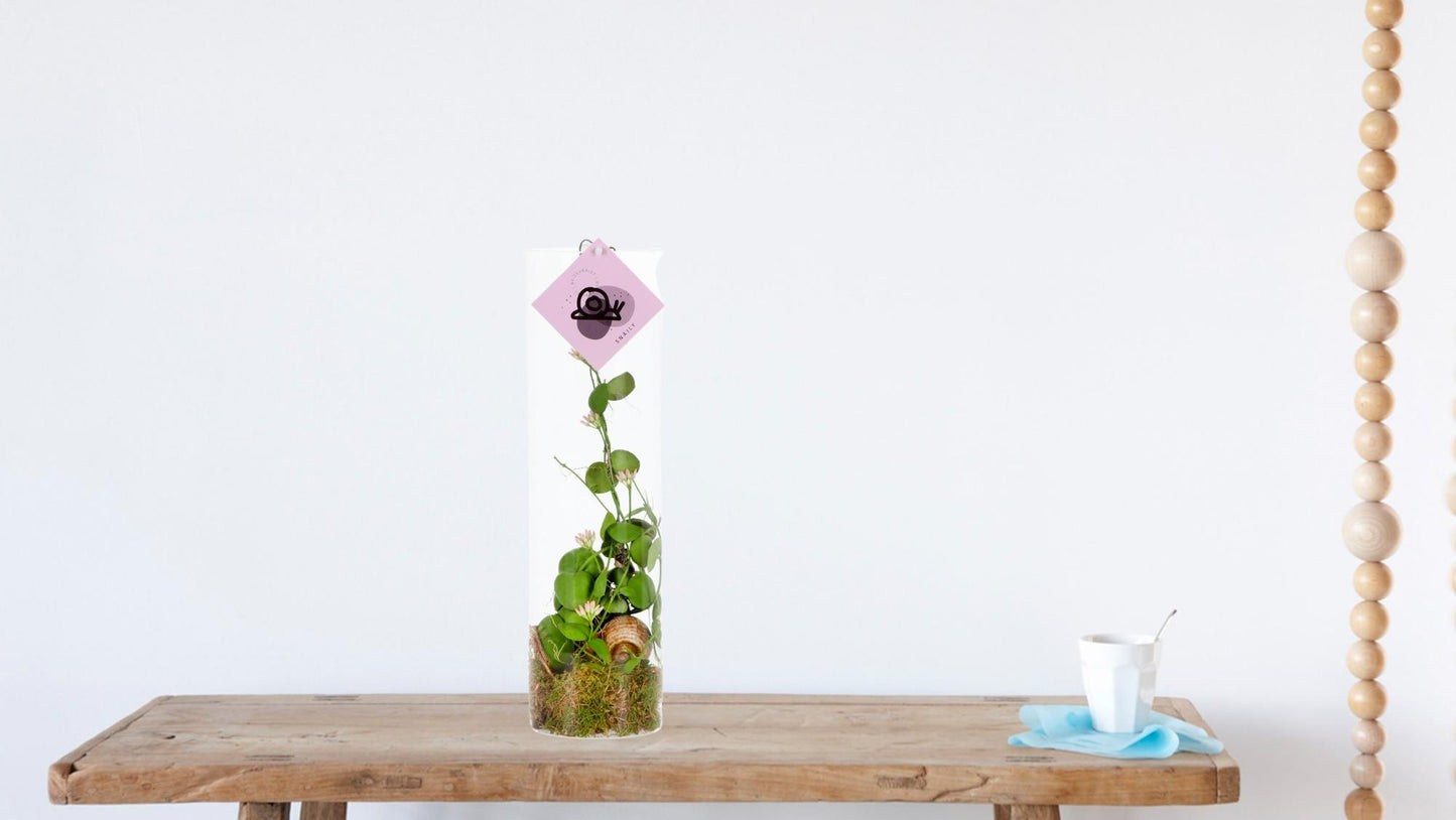 Dischidia Ameisenpflanze Ø11 cm, 38 cm hoch – pflegeleicht & dekorativ